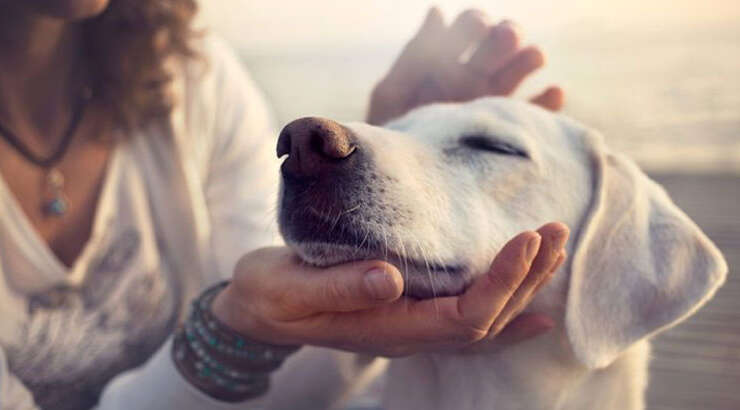 Affectie geven aan je hond, do’s and dont’s