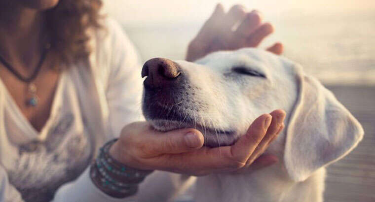 Affectie geven aan je hond, do’s and dont’s